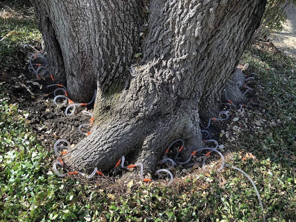 Detailed Tree Cabling and Bracing job site in Helen